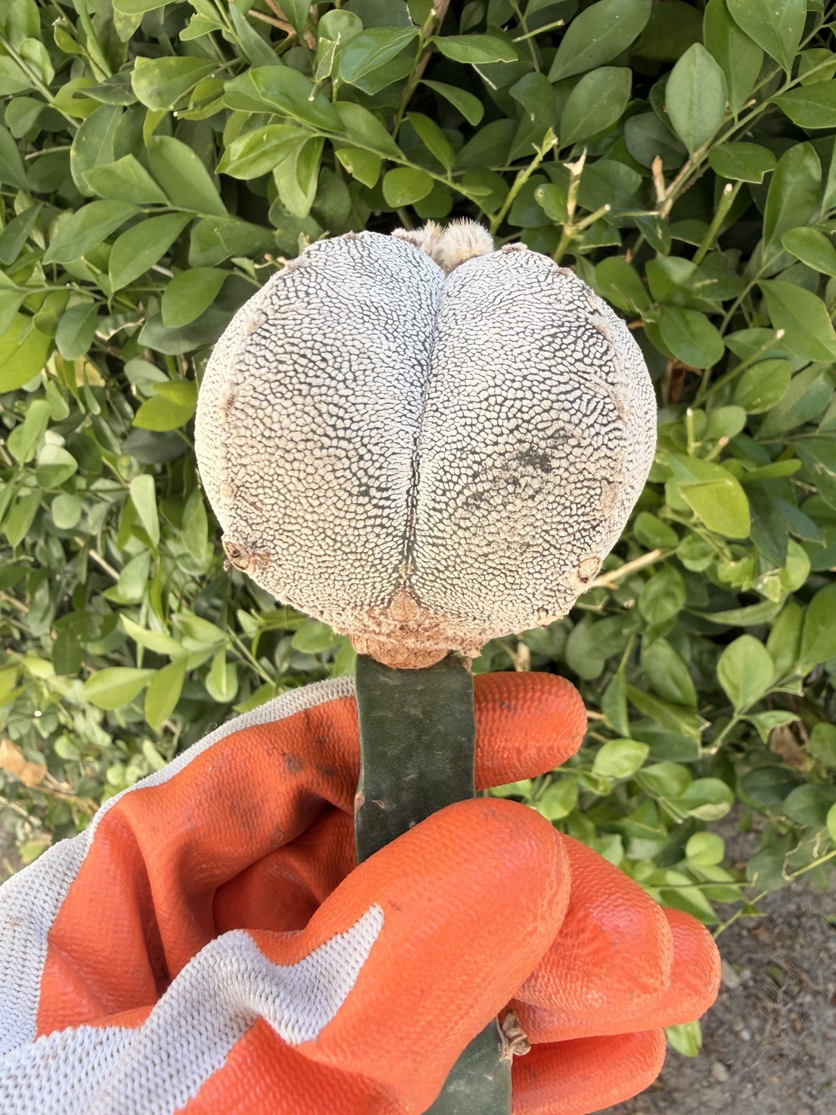 Rare Cactus Grafted