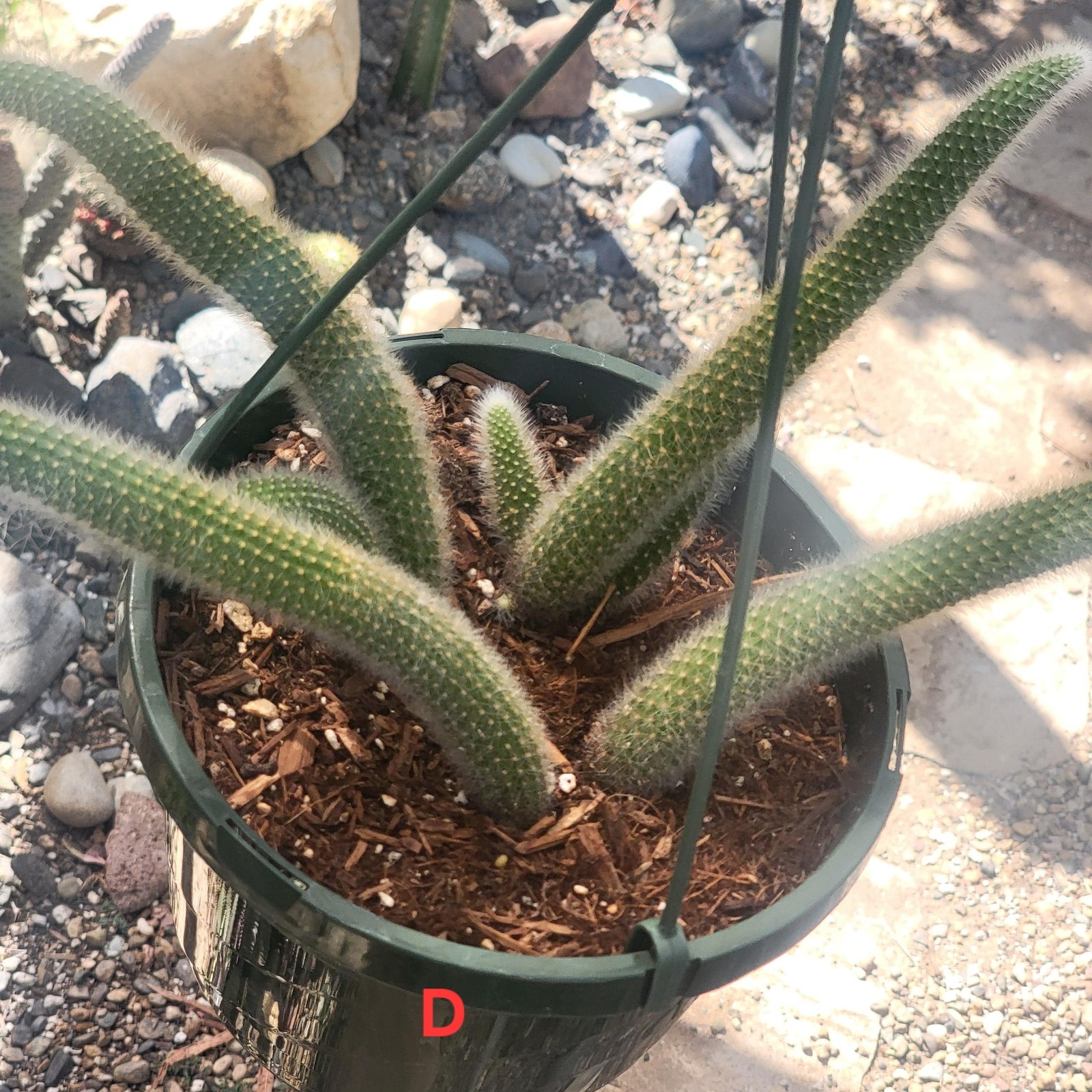 Cleistocactus Winteri ssp. Colademononis ‘Monkey Tail Cactus’