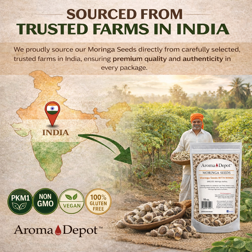 Moringa Seeds WITH WINGS Semillas de Moringa oleifera Pepa Malunggay Wholesale