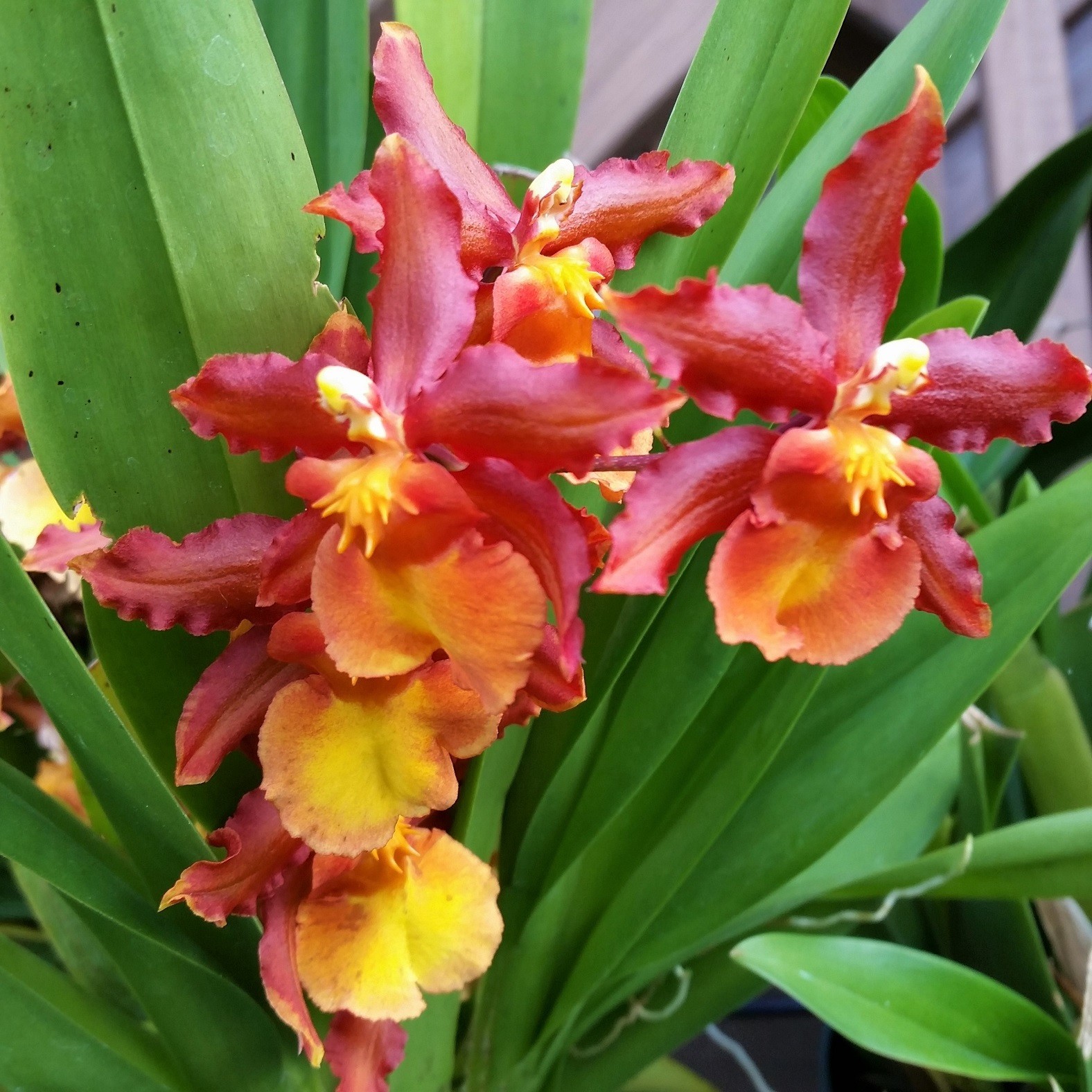 The Catatante ‘Sun King’ Orchid – Beautiful colorful blooms – Easy to grow !