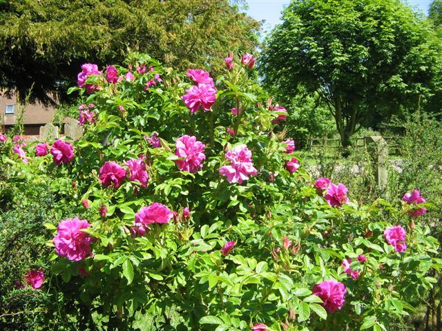 Pink Rugosa Rose, Rosa rugosa Pink, Seeds (Hardy, Fast, Fragrant, Edible)