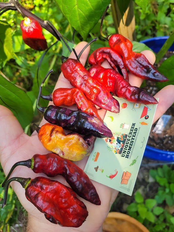 Yaki Black Blood Ghost Pepper 10 Seeds 1,000,000+ Scoville SUPER HOT Unique
