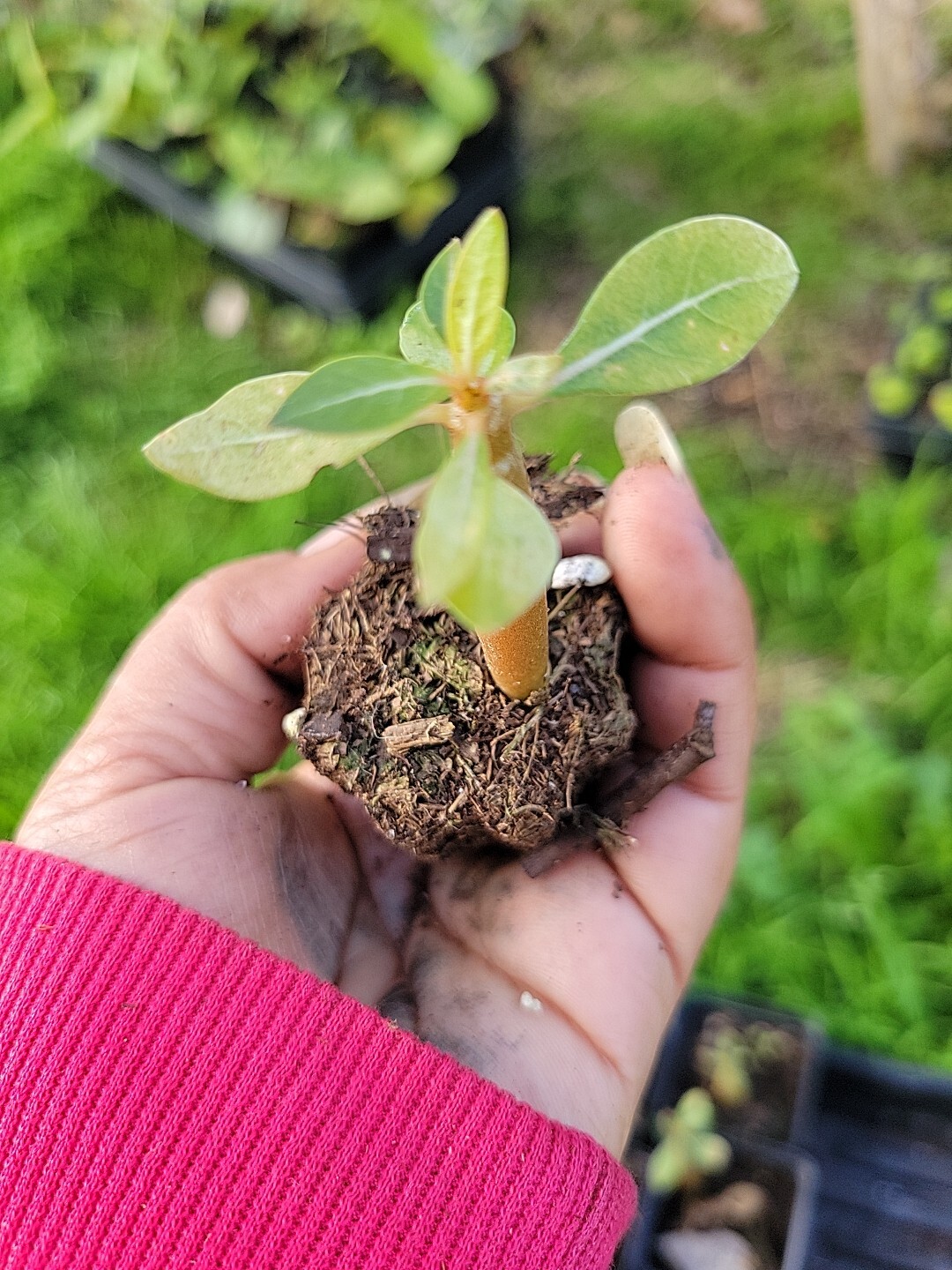 1 Desert Rose purple plant seedling Adenium Obesum purple Baby Plant See Pics