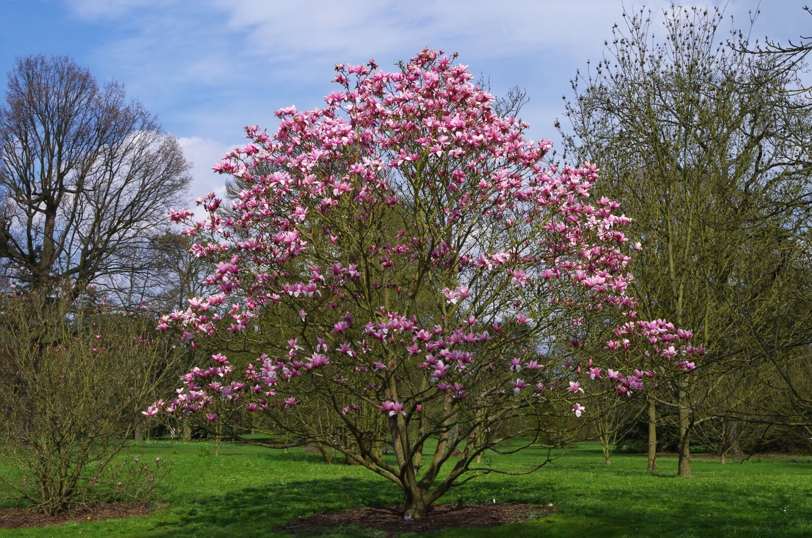 Magnolia Liliiflora Shrub Bush Seeds, Mulan Tulip Lily Flower Magnolia, USA