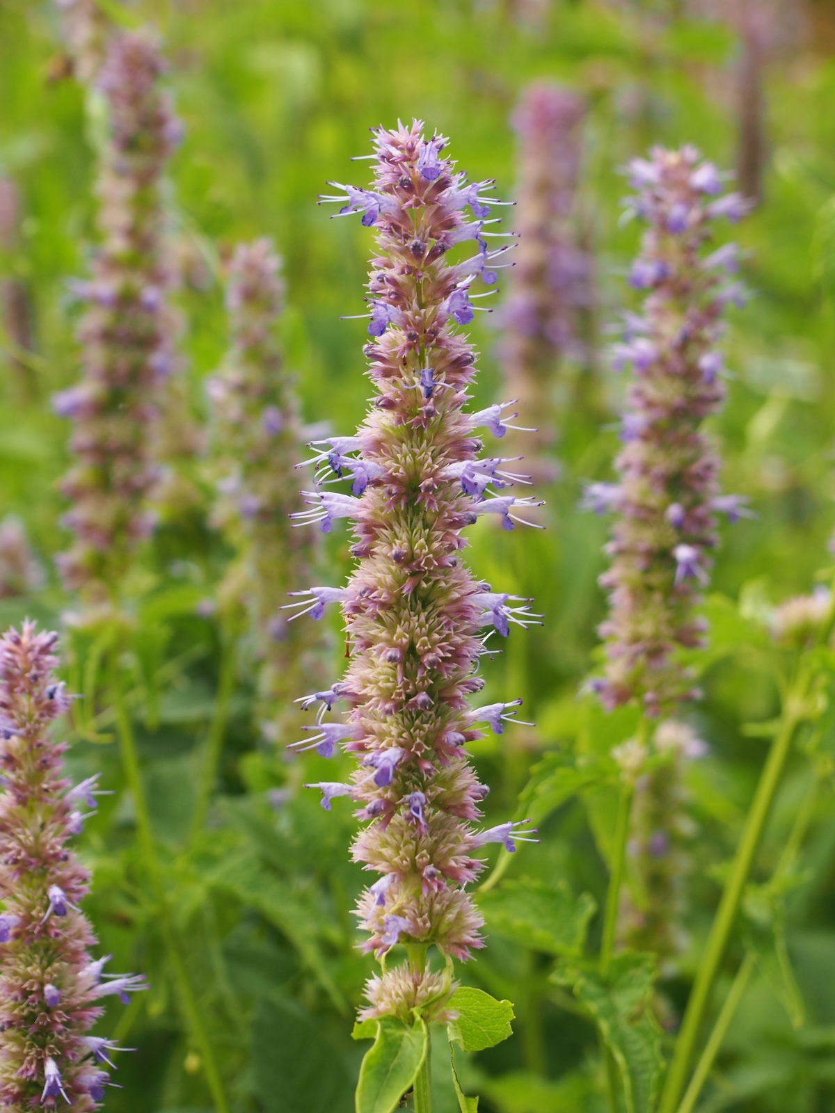 500 MEXICAN GIANT HYSSOP Seeds (Agastache mexicana) | NON-GMO | Free shipping