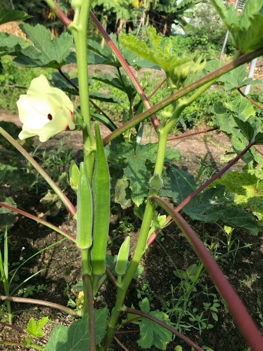 10+ PCS OKRA, COWS HORN SEEDS – ĐẬU BẮP – 오크라 – 秋葵