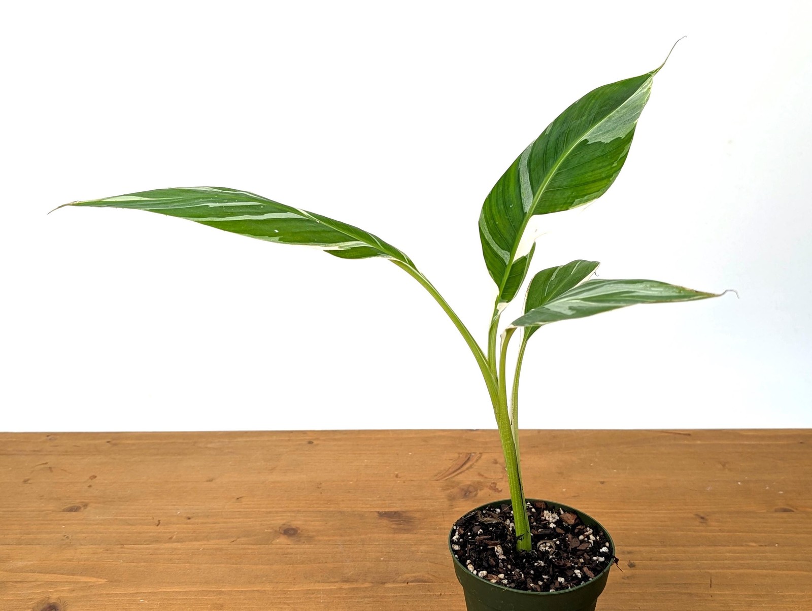 Variegated Banana Musa Florida – Grows Edible Fruit – Variegated Bananas! Can