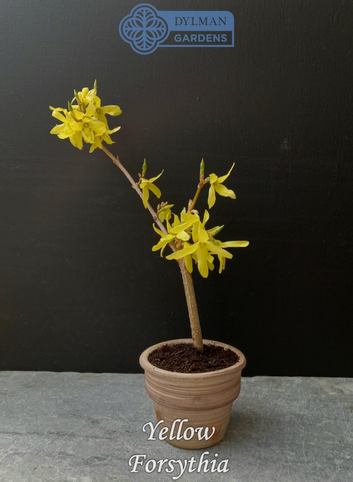 Forsythia Plant (Forsythia x intermedia) – Yellow Spring Blooms – Multiple Sizes