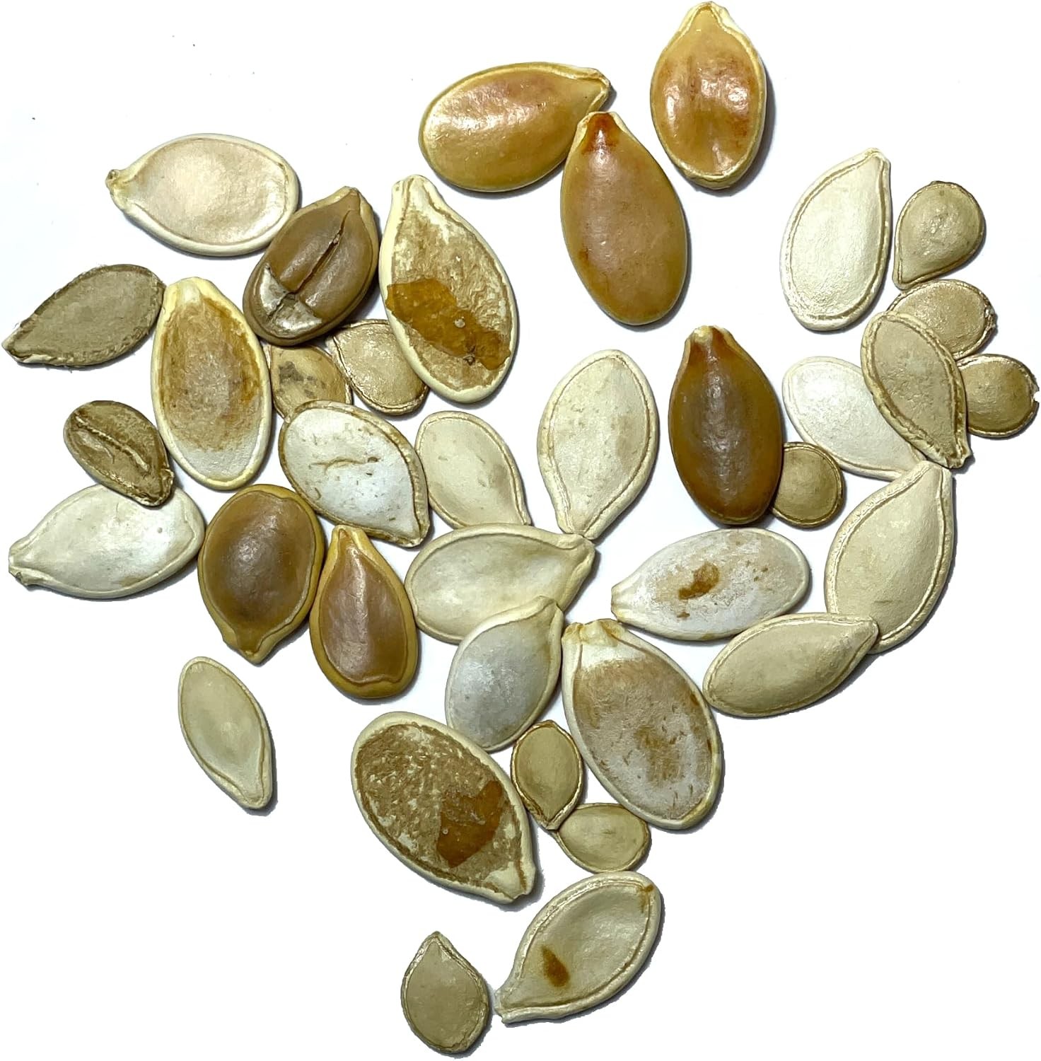 Seed Needs Spooky Blend Pumpkin Seeds – 30 Heirloom for Planting Mixed