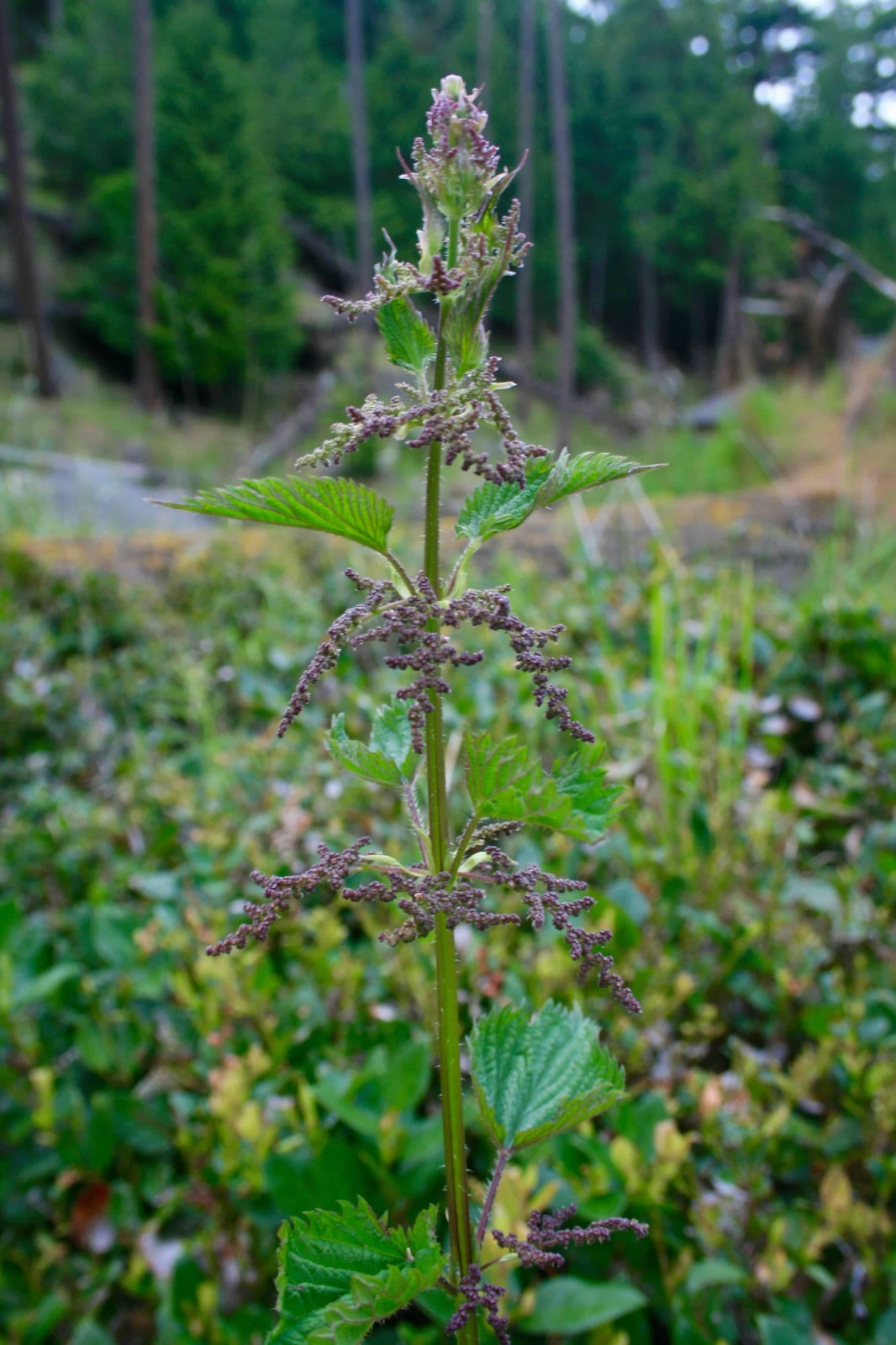 4.75 oz Stinging Nettle Seeds – Urtica Dioica – Medicinal Plant – Deer Resistant
