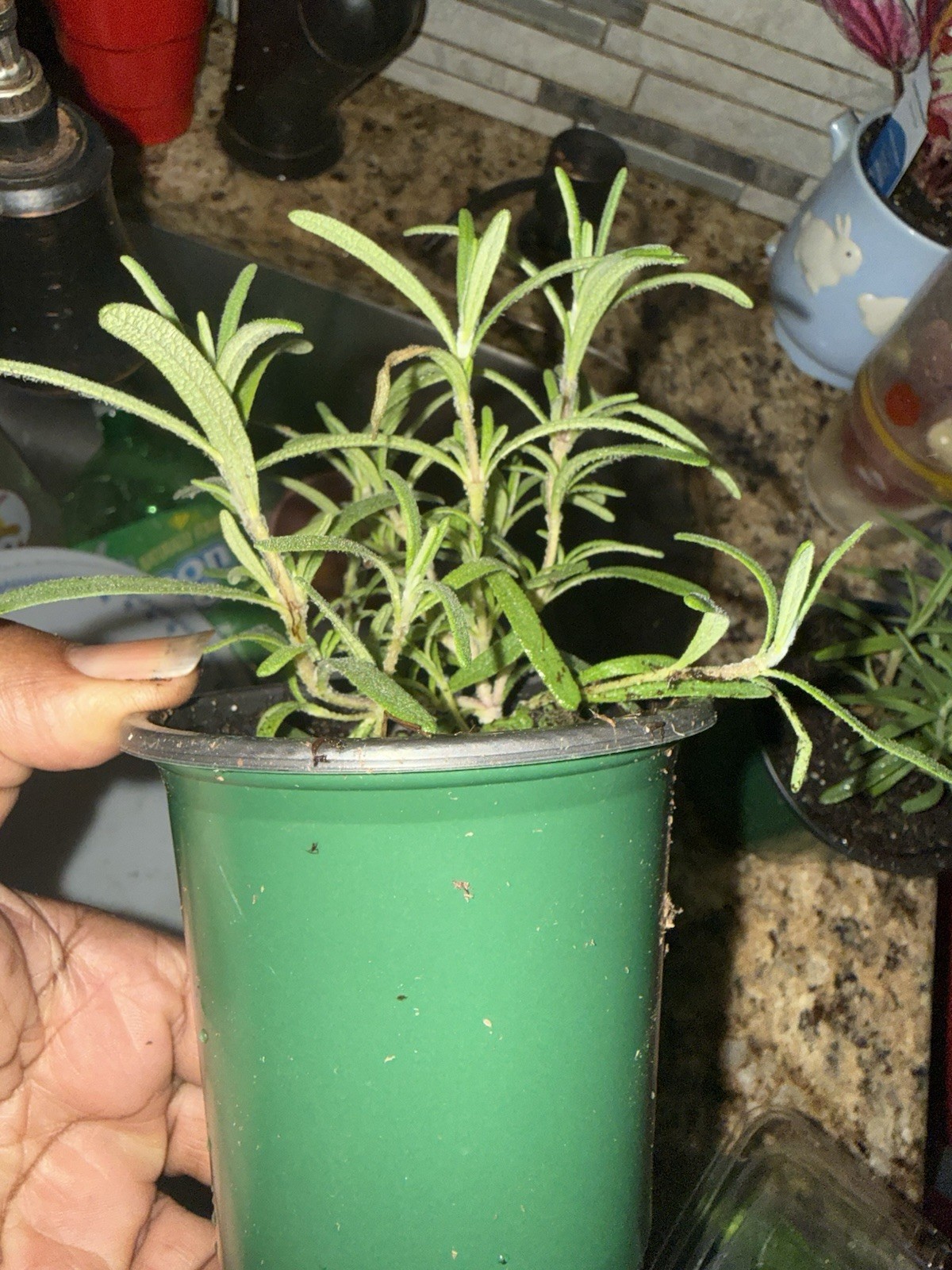 rosemary Plant