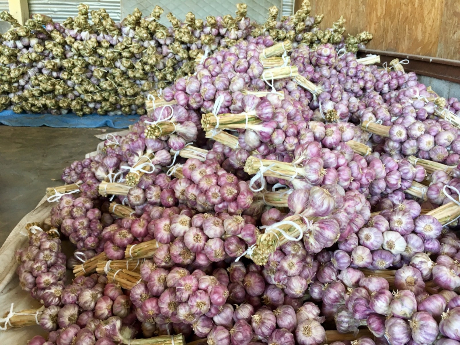 15 Bulb Garlic Braids Certified Organic USA Spicy Purple Stripe Non GMO