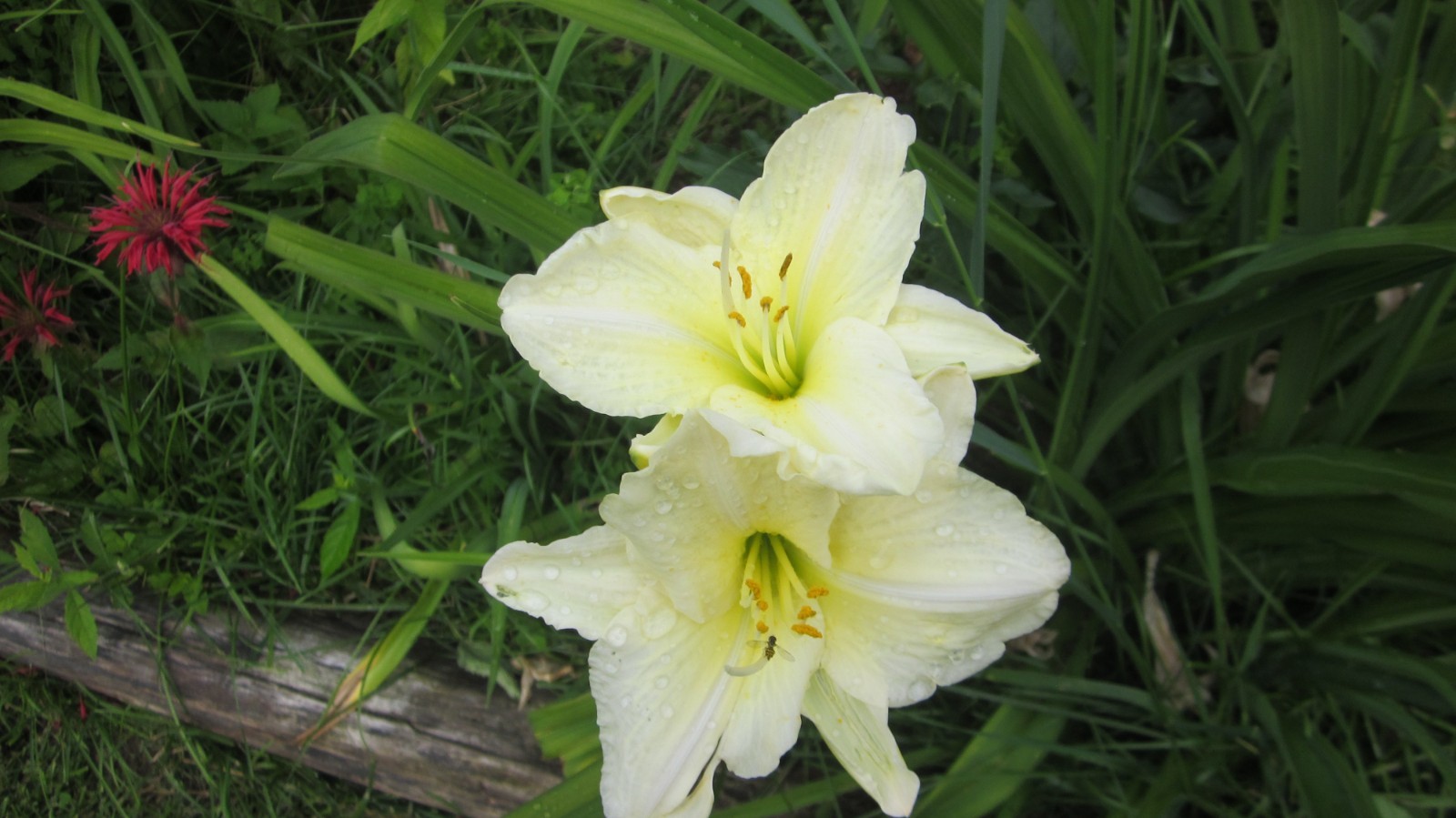 8 mixed Daylily – Lily- BARE ROOTED PLANTS. orange red yellow and bi color
