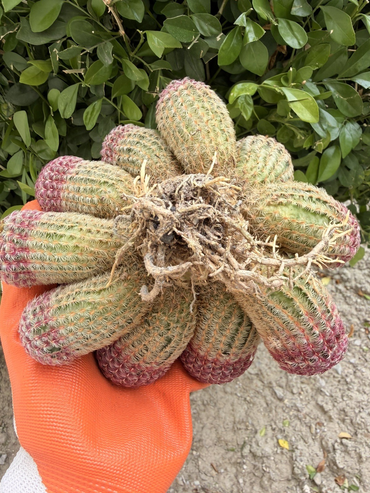 Rare Cactus Cluster