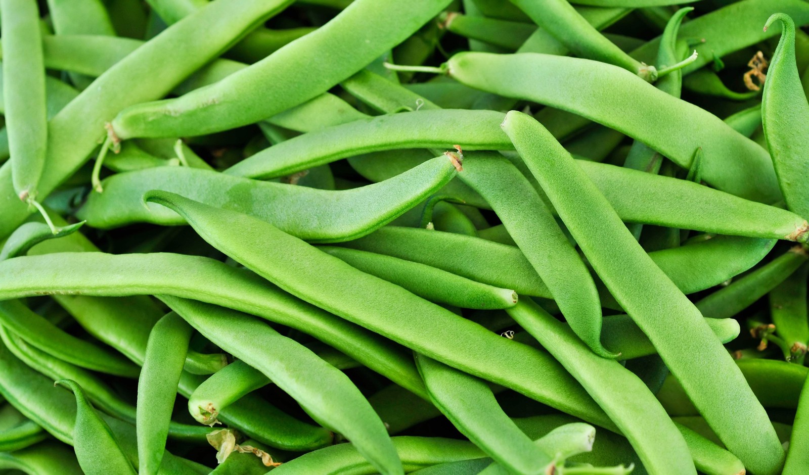 50 ROMA ITALIAN GREEN BEAN Phaseolus Vulgaris Vegetable Seeds *Comb S/H
