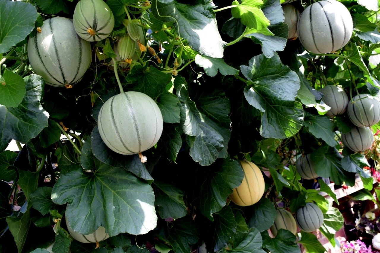 10 Charentais Melon Cantaloupe Seeds NON~GMO Organic Garden Fruit Hybrid Plant