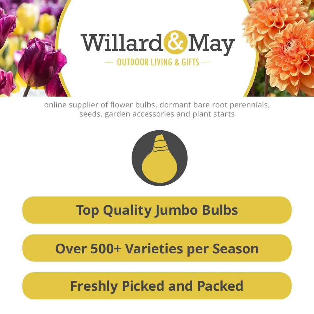 Assorted Gladiolus Flower Bulbs – 100 Count – Vibrant Cut Flowers for Gardens