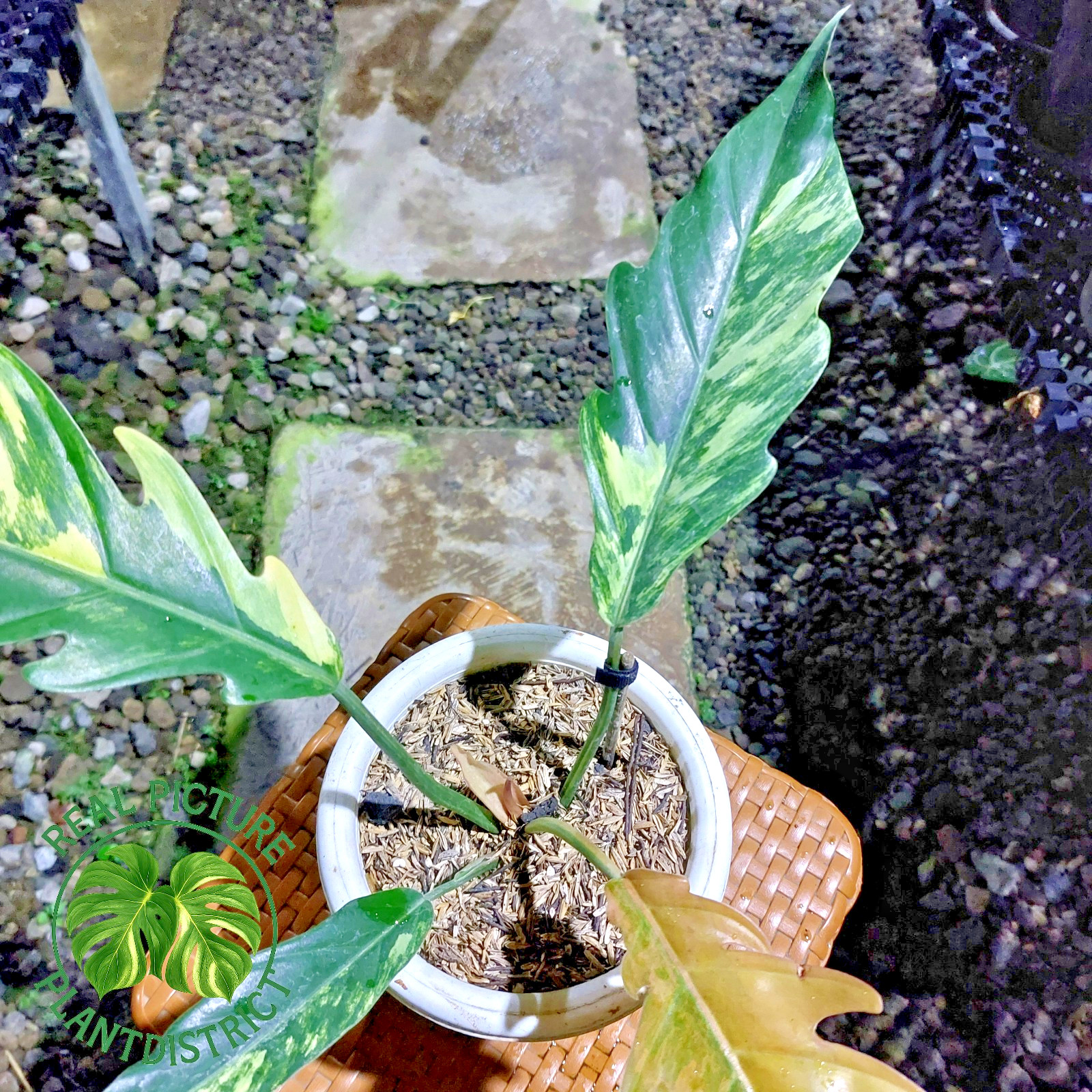 Actual Image Philodendron Caramel Marble Variegated Free Phyto 01