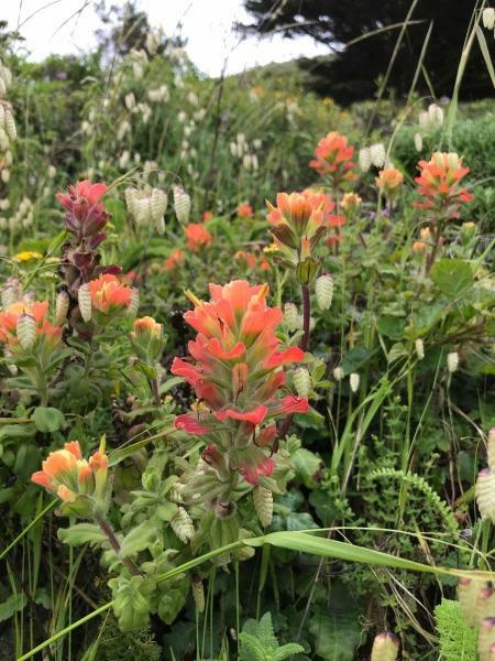Castilleja latifolia | Monterey Indian Paintbrush | 10 Seeds