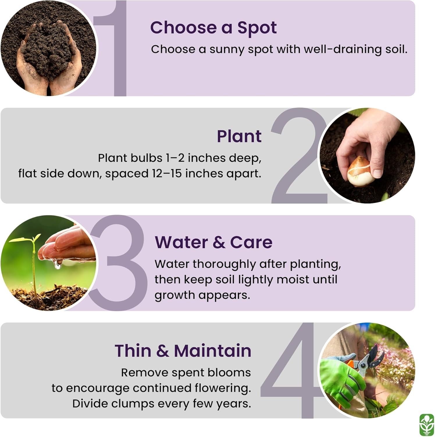 Liatris Spicata – Pollinator-Friendly Plant
