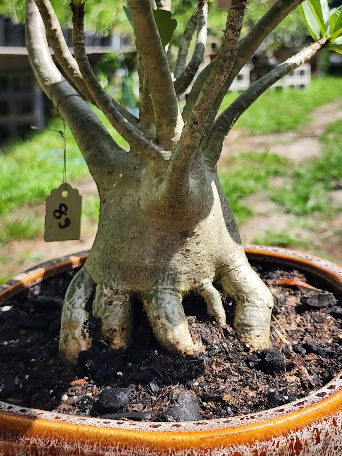 89# Adenium THAI SOKO Desert Rose large / huge . wow with trained roots !