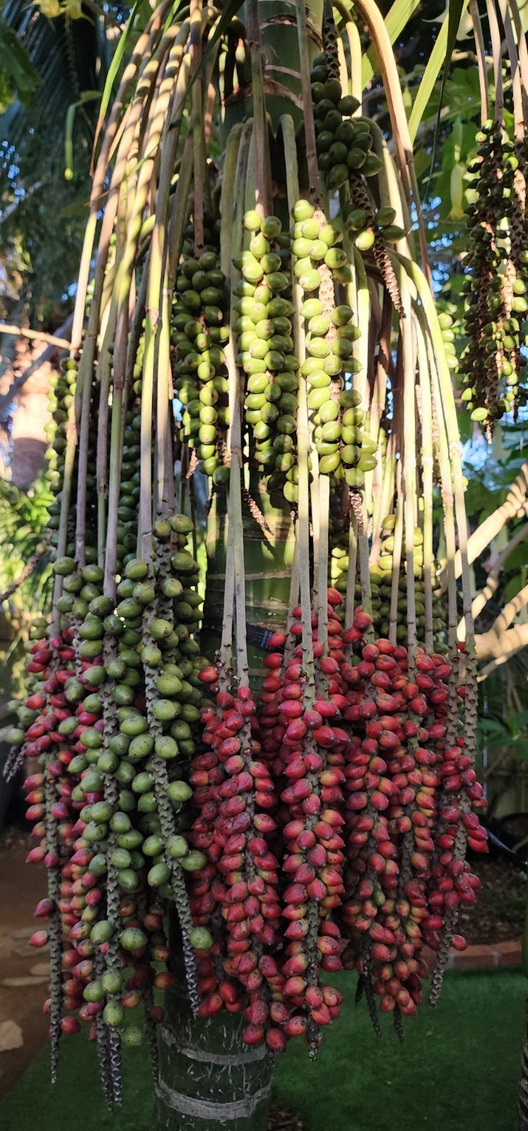 California Grown Kentia Palm Seeds, pack of 5, Howea Forsteriana