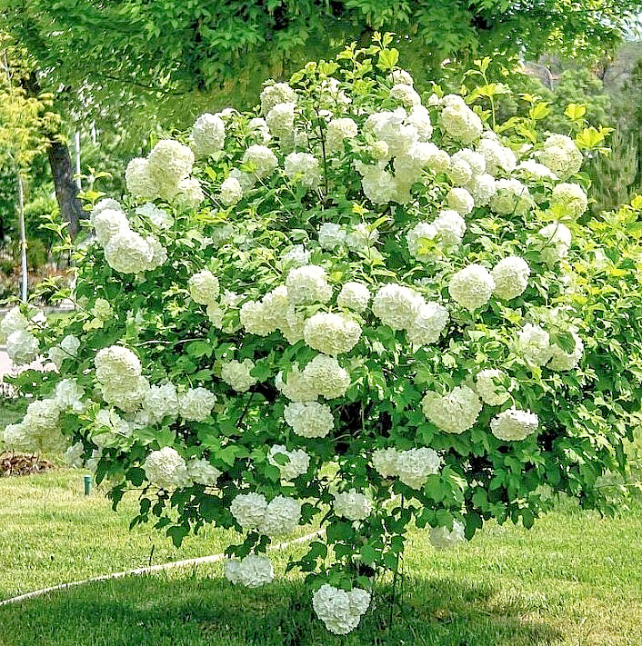 Old Fashion Snowball Viburnum Live Plant – 6-12″ Tall 1Qt Pot – Zones 3-8 Hardy