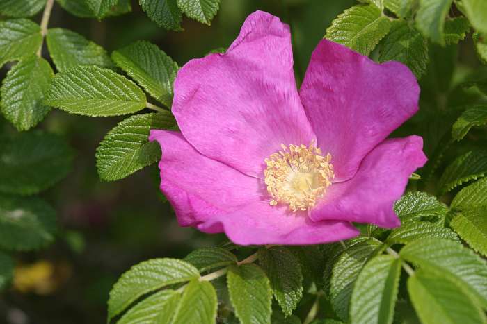 Pink Rugosa Rose, Rosa rugosa Pink, Seeds (Hardy, Fast, Fragrant, Edible)