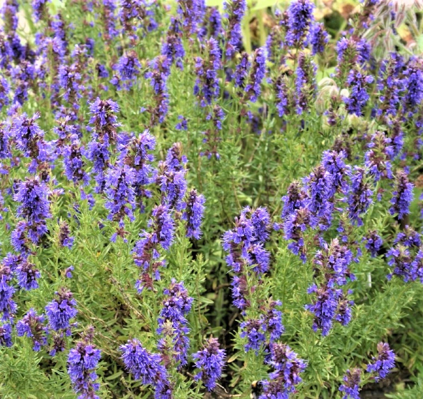 BEAUTIFUL Hyssop Seeds Common NON-GMO 100+ SEEDS BUY 4 ITEMS FREE SHIPPING