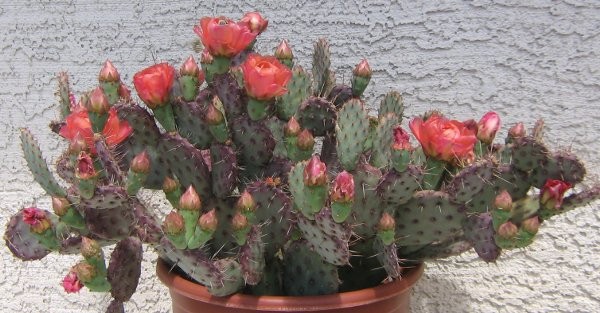 Opuntia basilaris x = Baby Rita Pink Flowers Purple Psds Full Sun 1 Pad