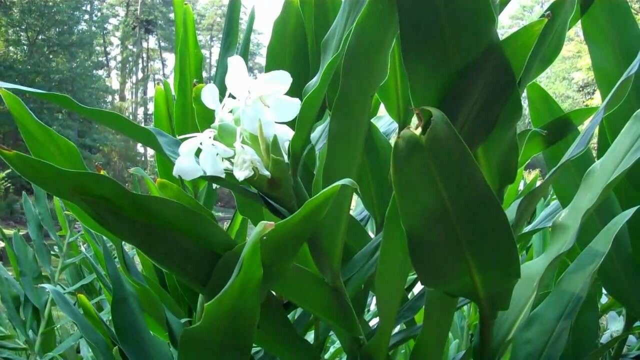 4 White Hedychium Coronarium Rhizomes, Butterfly Ginger Plants, Free shipping!