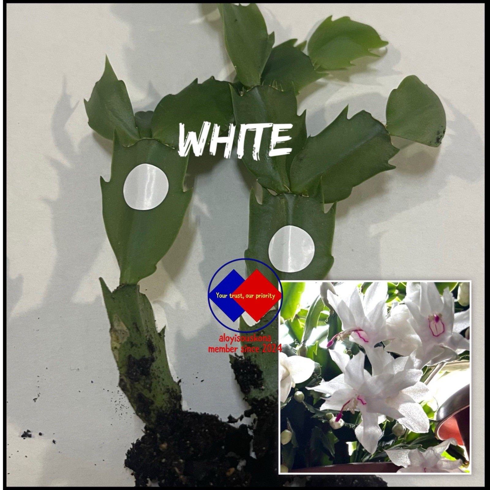 Thanksgiving Cactus White-Red-Orange-Pink/white Bi-Colour NO POT 4 Mix Colour