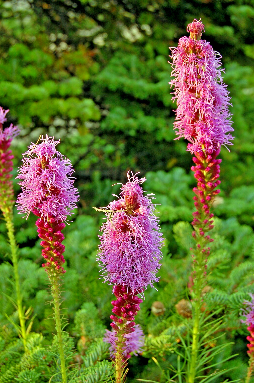 LIATRIS SPIKATA 101 SEEDS, PURPLE, A FEW WHITE, BLAZING STAR, GAYFEATHER