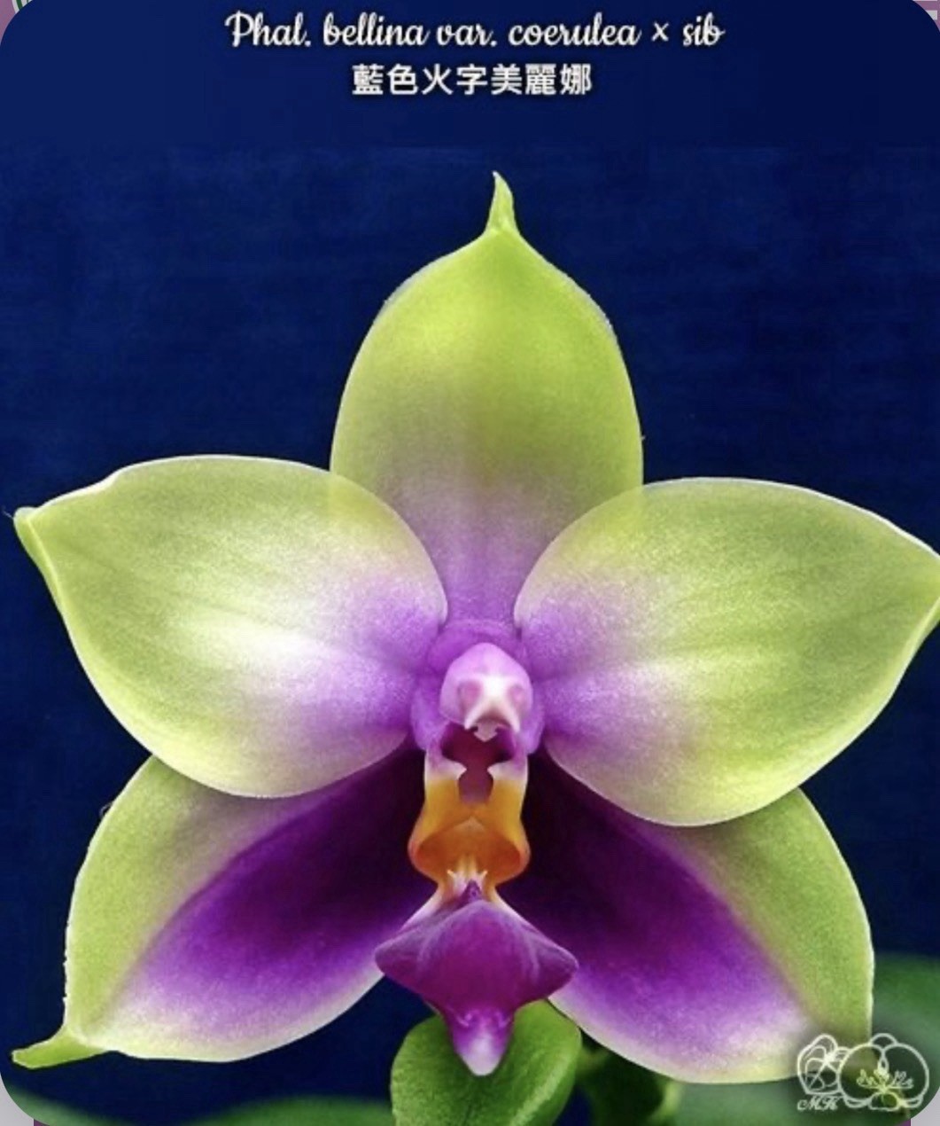Phal. bellina var. coerulea × sib, Blooming Size, FREE Shipping