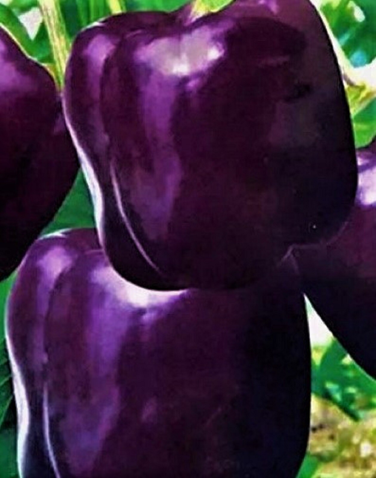 Purple Beauty Pepper Seeds 50+ SEEDS NON-GMO –BUY 4 ITEMS FREE SHIPPING