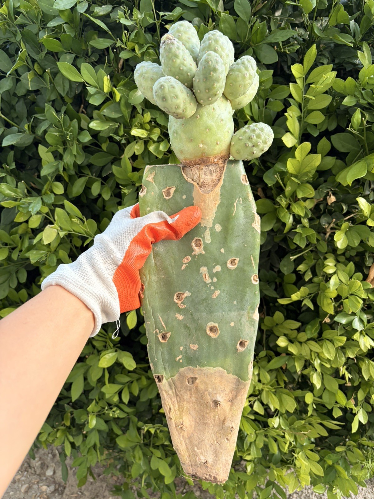 Rare Multi Headed Cactus Cluster Grafted