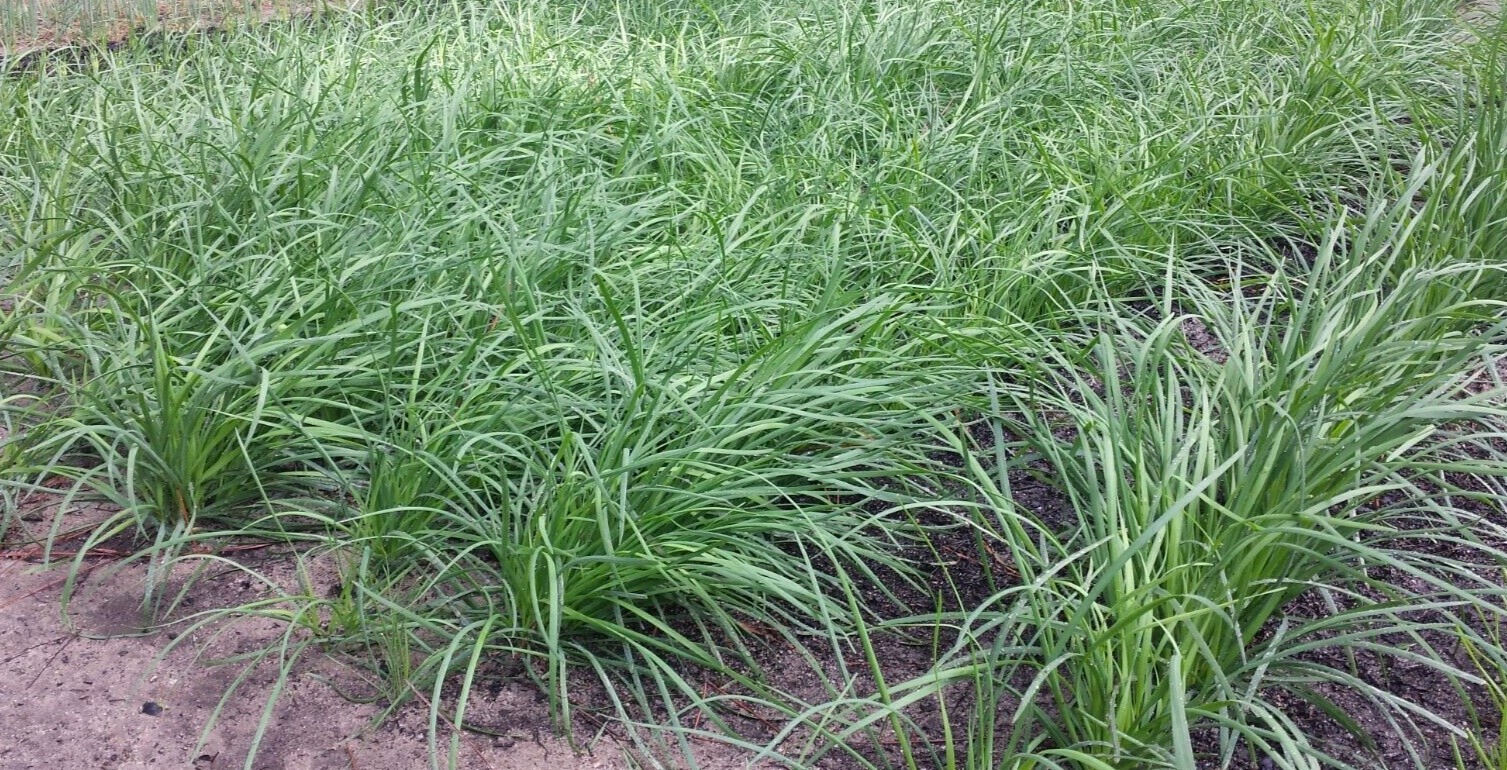 35 Live Stalks Garlic Chives Leek Plant Bare Root Organic Non-GM 老韭菜根