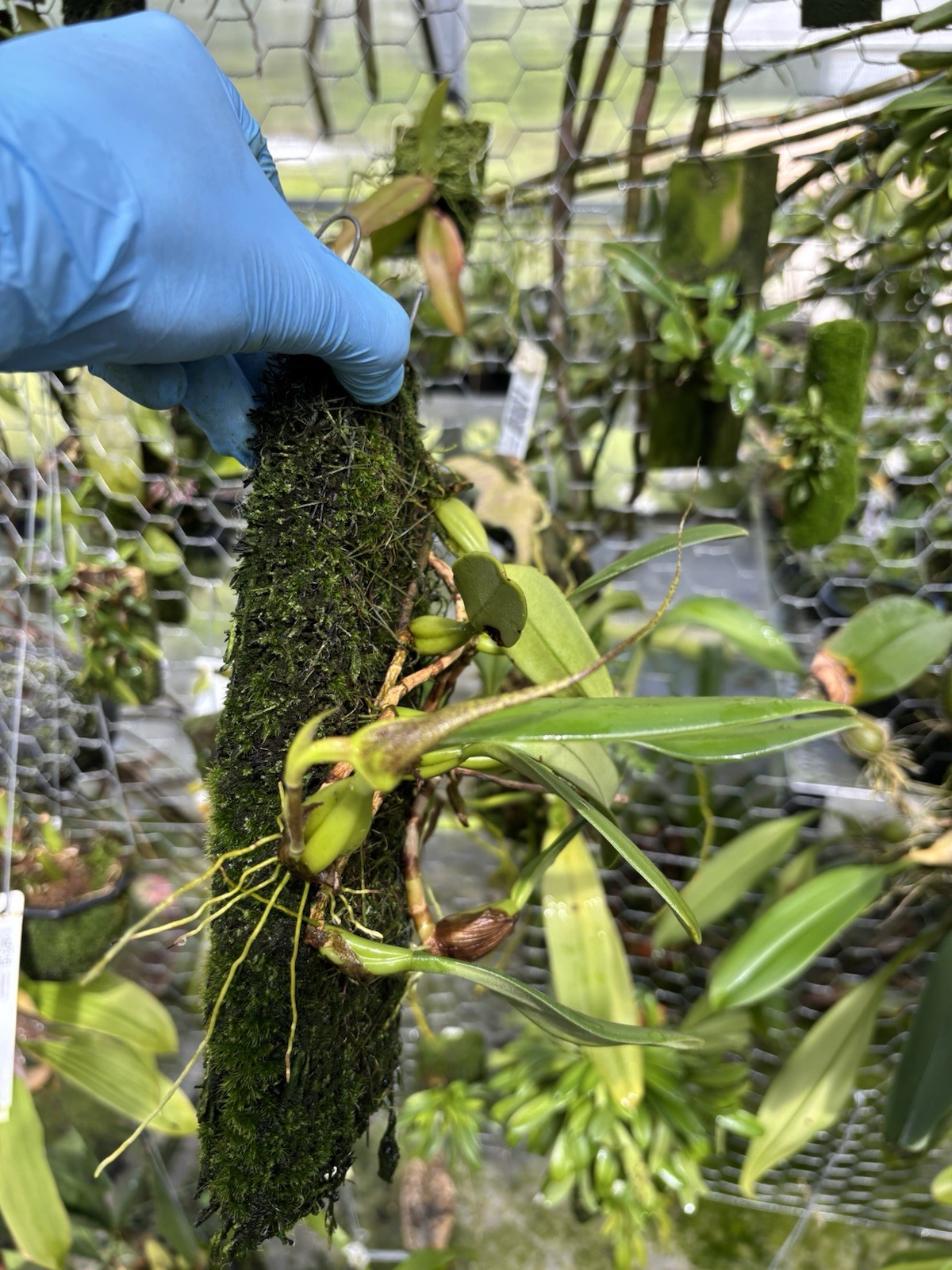 Bulbophyllum fascinator corazonae In Spike Large Flower Orchid Species
