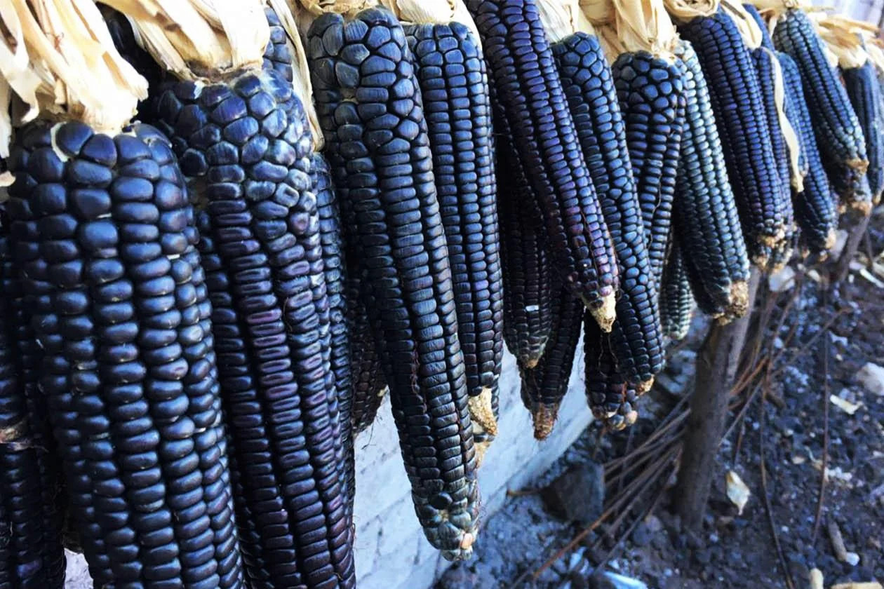 Rio Grande Blue Ornamental Corn Seeds | Hopi Azul Flint Indian Dent Seed 2024