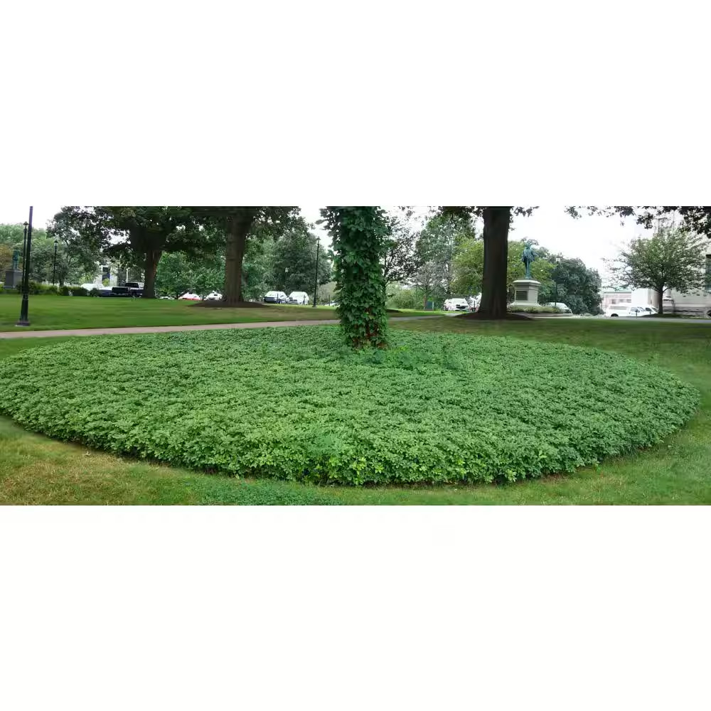 1 Gal. Japanese Pachysandra Shrub with Dense Groundcover Carpet of Dark Green Fo