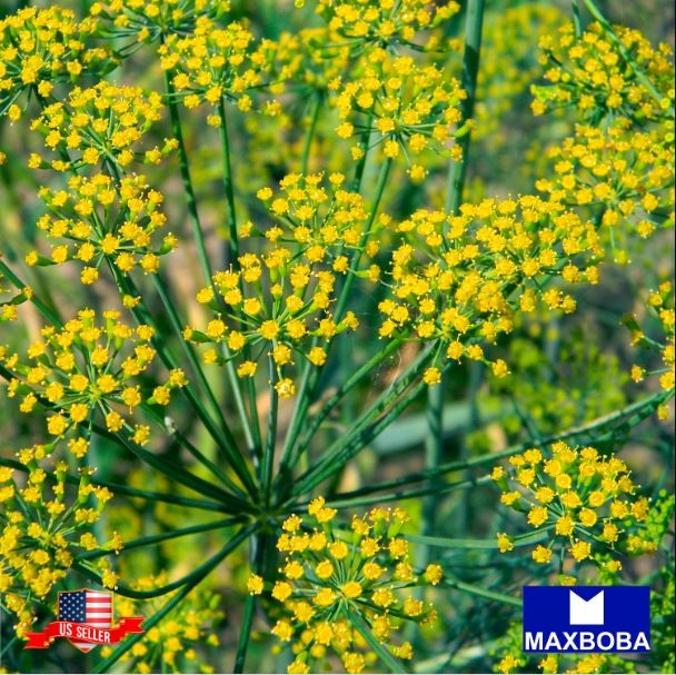 Fresh!! Dill Herb Seeds – Mammoth Long Island Non-GMO Heirloom