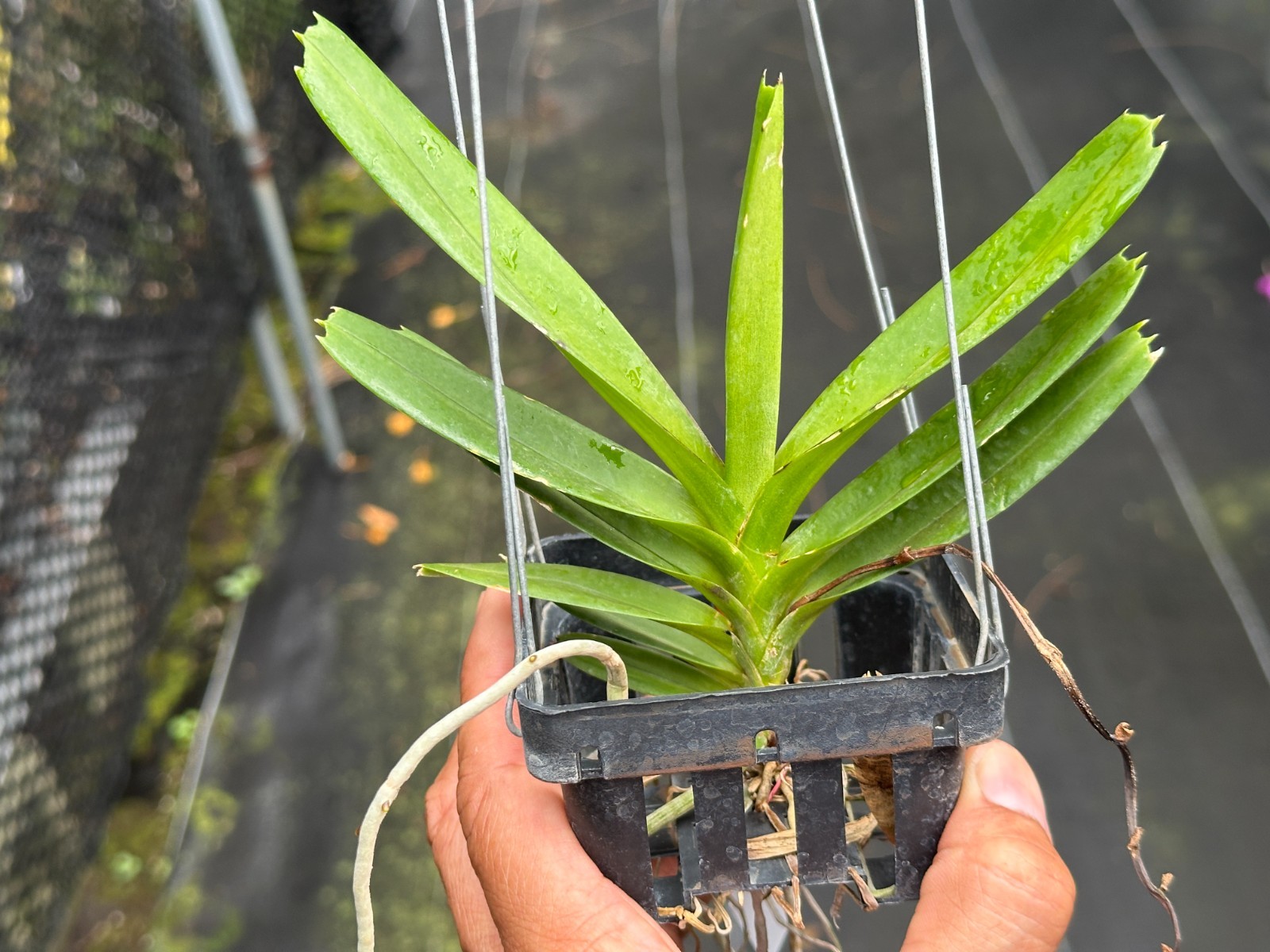 SUMMER SALE – LOVELY COMPACT AERIDES ORCHID SPECIES flabellata BS 3″ basket