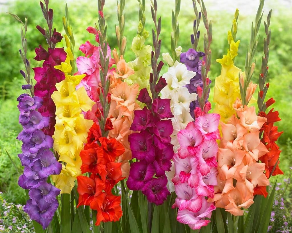 4 Gladiolus Bulbs – Mixed Colors – Sword Lily – Easy-to-Grow Perennial Flower…