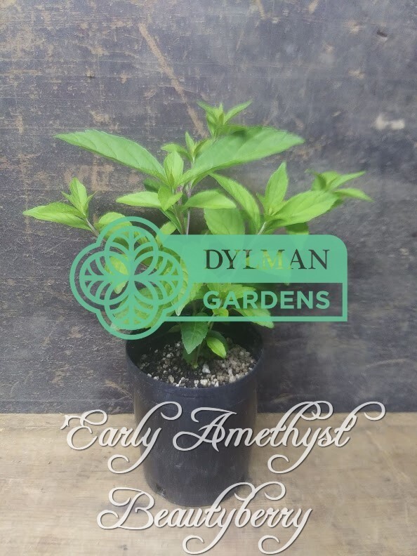 Purple Beautyberry (Callicarpa dichotoma ‘Early Amethyst’) – Multiple Sizes
