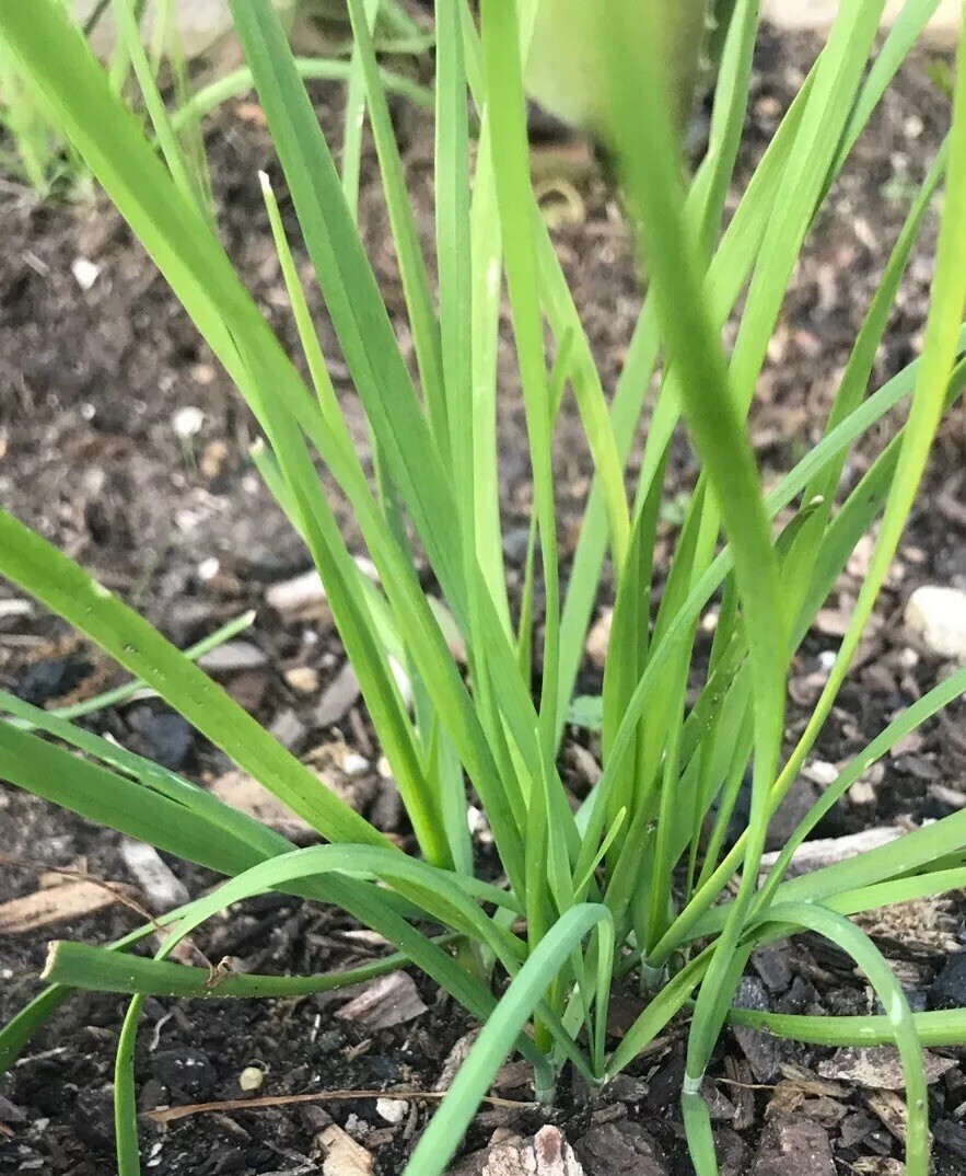 10 Fresh Garlic Chinese Chives He leek Allium Bare Roots Live Plants (Not Seeds)