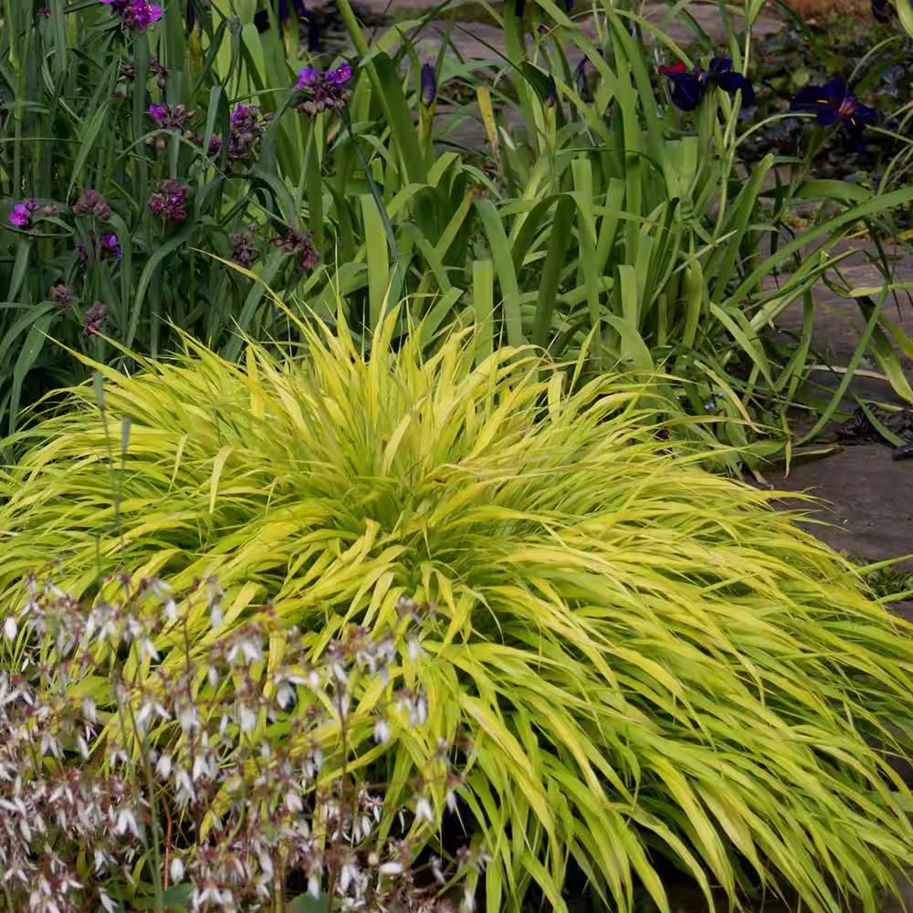 1 Gal. Lemon Zest Japanese Forest Grass – Bright Yellow-Green Ornamental Grass f