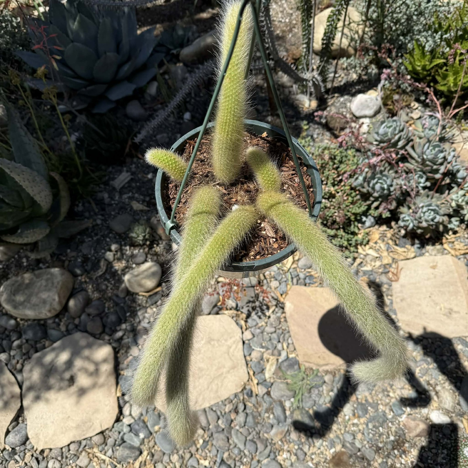 Cleistocactus Winteri ssp. Colademononis ‘Monkey Tail Cactus’