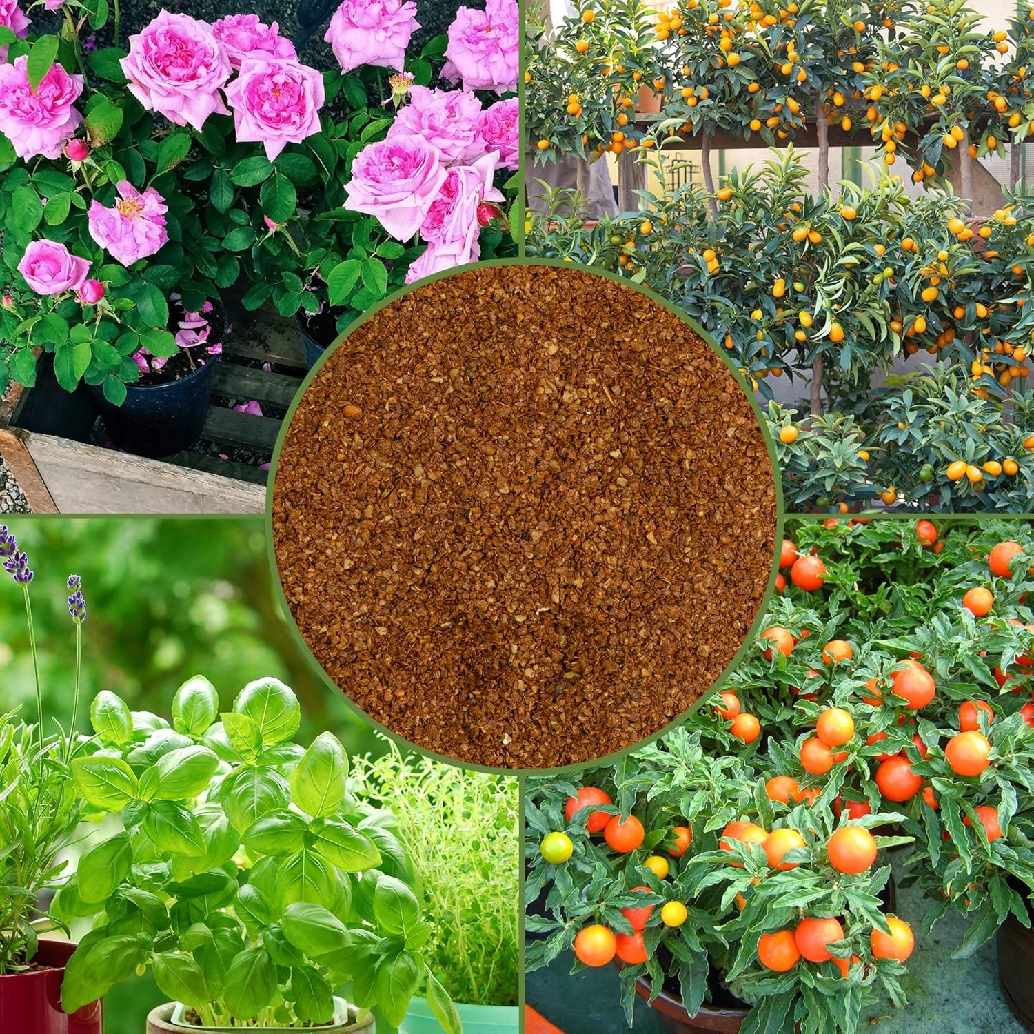 Dry Horticultural Molasses Powder (4 Pounds), Indoor/Outdoor 4 Pounds