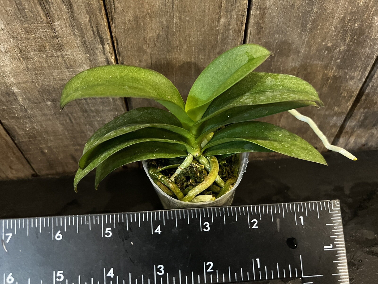 Vdnps. Pulcherrimin, Blooming Size, FREE Shipping