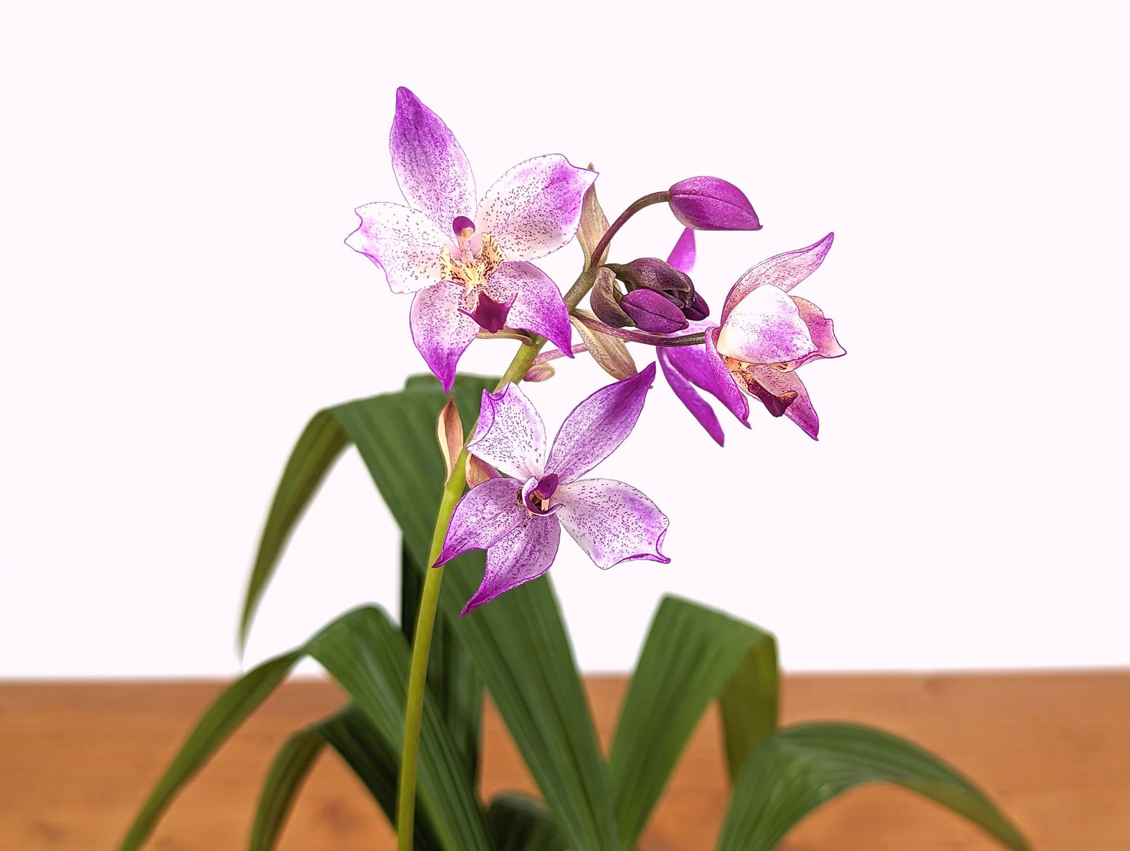 Spathoglottis Far Out Freckles Ground Orchid – USA Seller – 4 Inch Pot